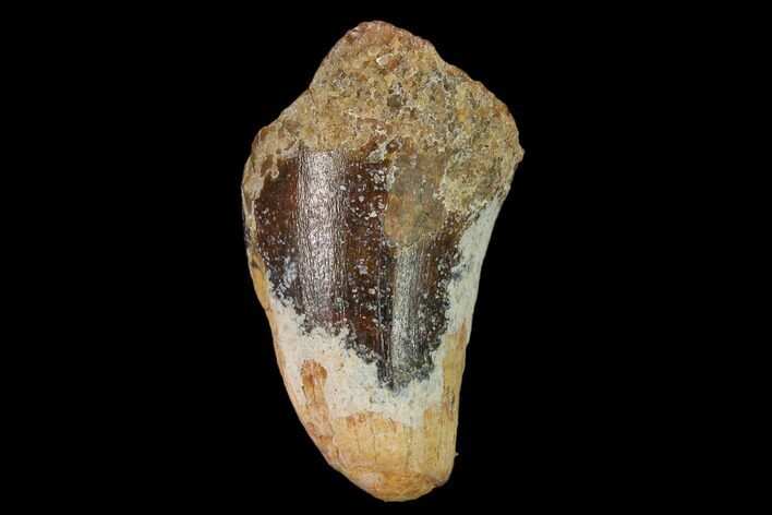 Cretaceous Fossil Crocodile Tooth - Morocco #140563